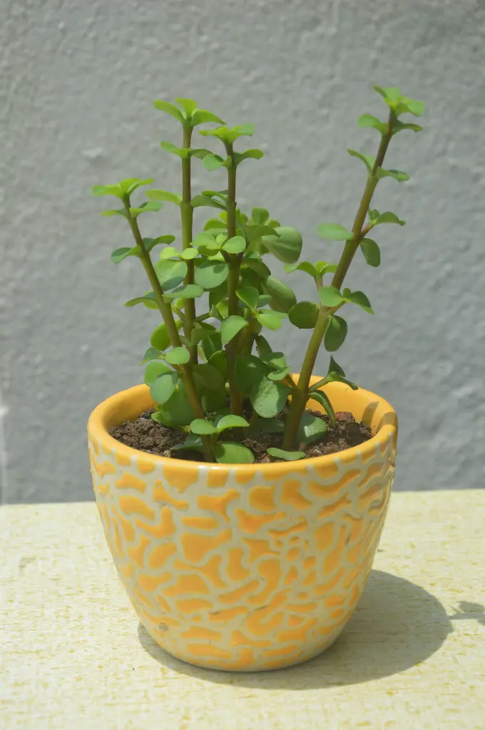 Jade Plant in Handcrafted Ceramic Pot - Textured