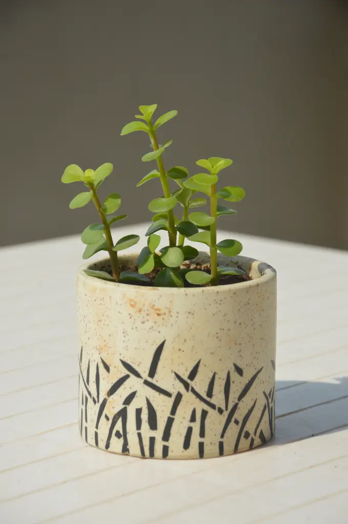 Jade Plant in Handcrafted Ceramic Pot - Limited Edition