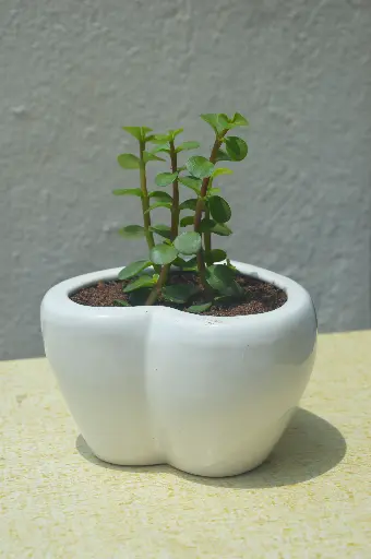 Jade Plant in Handcrafted Ceramic Pot - Heart Shaped