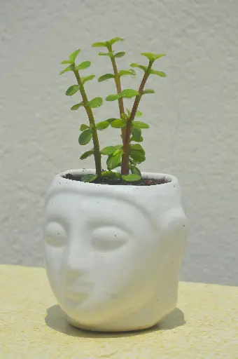 Jade Plant in Handcrafted Ceramic Pot - Buddha Face
