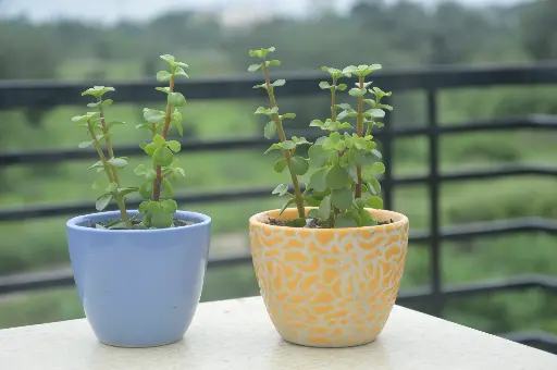 Jade Plant in Handcrafted Ceramic Pot - Combo