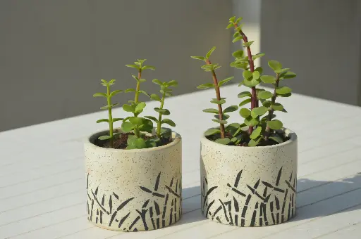 Jade Plant in Handcrafted Ceramic Pot - Combo