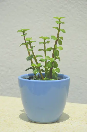 Jade Plant in Handcrafted Ceramic Pot - Smooth Finish