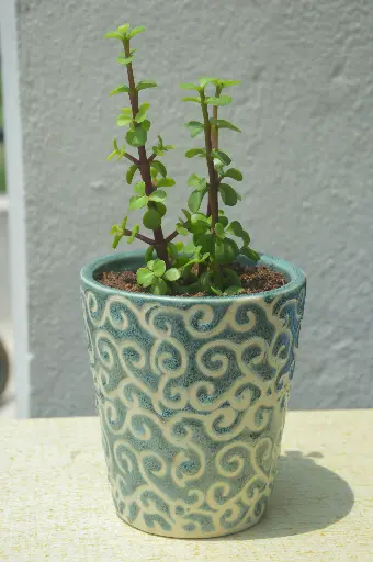 Jade Plant in Handcrafted Ceramic Pot - Large